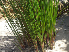 Afroscirpoides dioeca