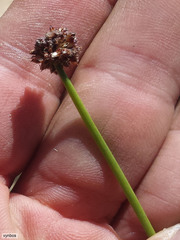 Afroscirpoides dioeca