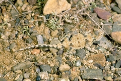 Phrynocephalus helioscopus