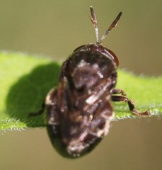 Microdon globosus