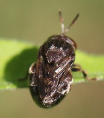 Microdon globosus