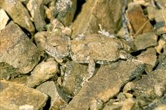 Phrynocephalus helioscopus