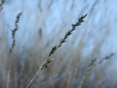 Muhlenbergia richardsonis
