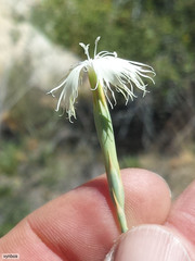 Dianthus bolusii