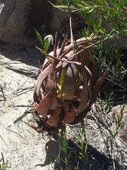 Aloe microstigma microstigma