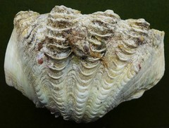 Tridacna crocea