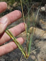 Dianthus bolusii