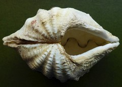 Tridacna crocea