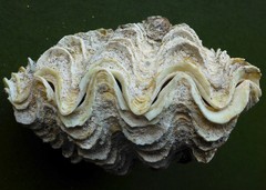 Tridacna crocea