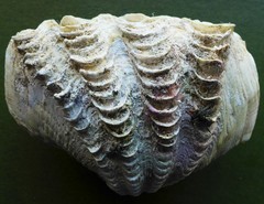 Tridacna crocea