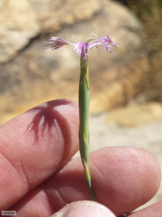 Dianthus bolusii