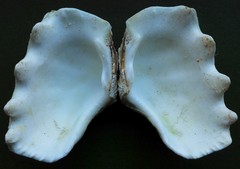 Tridacna crocea
