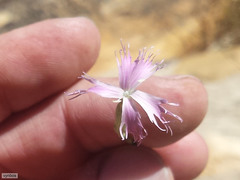 Dianthus bolusii