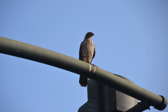 Accipiter cooperii