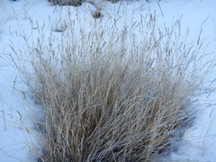 Muhlenbergia richardsonis