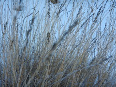 Muhlenbergia richardsonis