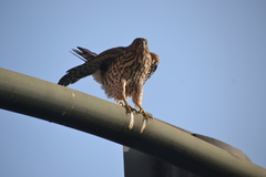 Accipiter cooperii