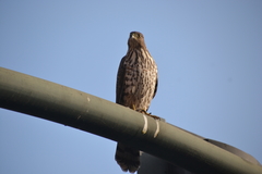 Accipiter cooperii