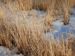 Muhlenbergia richardsonis
