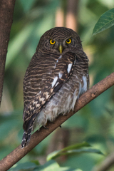 Glaucidium cuculoides