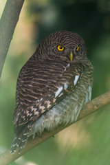 Glaucidium cuculoides