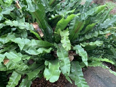 Asplenium antiquum