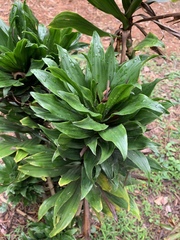 Dracaena fragrans compacta