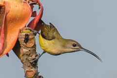 Arachnothera longirostra