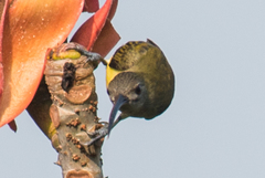 Arachnothera longirostra