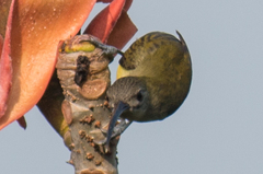 Arachnothera longirostra