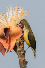 Arachnothera longirostra