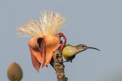 Arachnothera longirostra