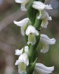 Spiranthes triloba