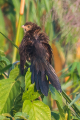 Centropus bengalensis