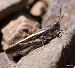 Cratypedes neglectus