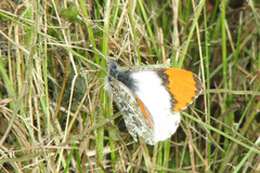 Anthocharis julia alaskensis