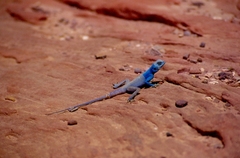 Pseudotrapelus sinaitus