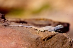 Pseudotrapelus sinaitus