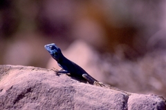 Pseudotrapelus sinaitus