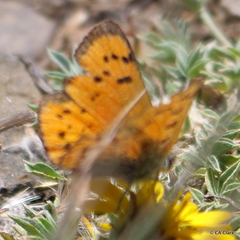 Lycaena cupreus