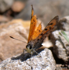 Lycaena cupreus