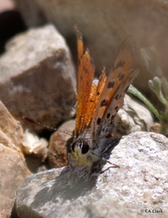 Lycaena cupreus