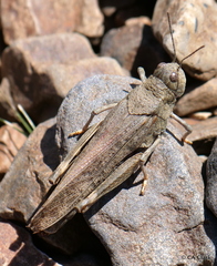 Cratypedes lateritius