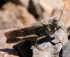 Cratypedes lateritius