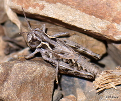 Bruneria shastana