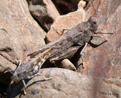 Cratypedes lateritius