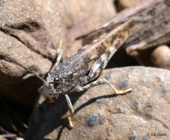 Cratypedes lateritius