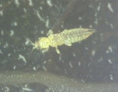 Scirtothrips dorsalis
