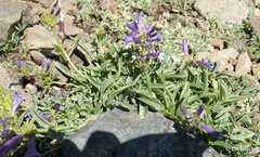 Penstemon heterodoxus heterodoxus