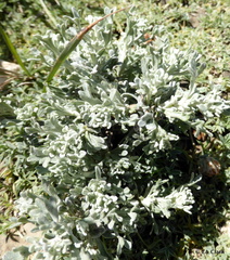 Artemisia rothrockii